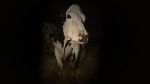 Watch Cow 123movies