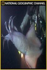 Watch National Geographic Hooked Squid Invasion 123movies