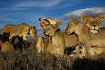 Watch Lion Gangland 123movies
