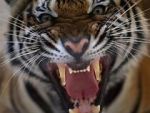 Watch 20 Animals That Will Kill You 123movies