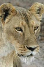 Watch Last Lioness: National Geographic 123movies