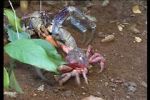 Watch March of the Crabs 123movies