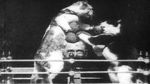 Watch The Boxing Cats (Prof. Welton\'s) 123movies