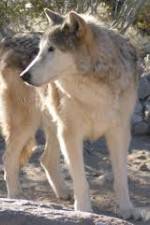 Watch National Geographic : Mystery of the Wolf 123movies