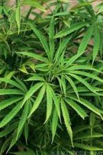 Watch Cannabis Whats The Harm Part 1 123movies