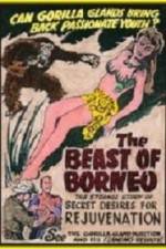 Watch The Beast of Borneo 123movies