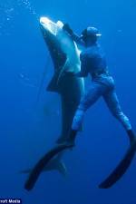 Watch Dive to Tiger Shark Central 123movies