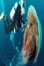 Watch Monster Jellyfish 123movies