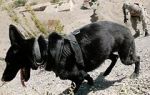 Watch SEAL Dog 123movies