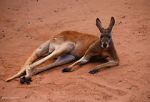Watch Big Red: The Kangaroo King 123movies