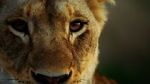 Watch Malika the Lion Queen 123movies