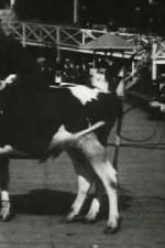 Watch Rube and Mandy at Coney Island 123movies