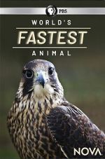 Watch World\'s Fastest Animal 123movies