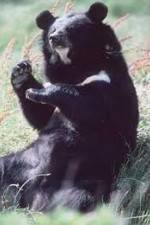 Watch National Geographic Wild : Black Bears Unleashed 123movies