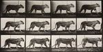 Watch Lioness Walking 123movies