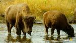 Watch The Last Buffalo 123movies