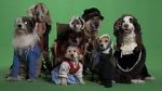 Watch Heidi 4 Paws 123movies