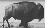Watch Buffalo Running 123movies