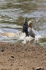 Watch National Geographic Wild Blood River 123movies