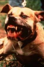 Watch Dogfighting Undercover 123movies