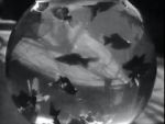 Watch Bocal aux poissons-rouges 123movies