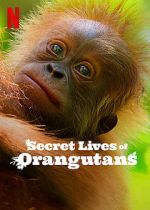 Watch Secret Lives of Orangutans 123movies