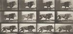 Watch Lion Walking 123movies