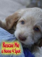 Watch Rescue Me: A Home 4 Spot 123movies