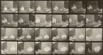 Watch Chickens Scared by Torpedo 123movies