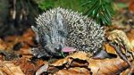 Watch Year of the Hedgehog 123movies