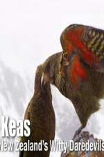 Watch Keas: New Zealand\'s Witty Daredevils 123movies