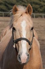 Watch Mr. Ed 123movies