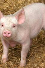 Watch Patent For A Pig: The Big Business of Genetics 123movies