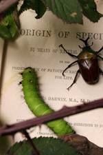 Watch Darwin's Struggle The Evolution of the Origin of Species 123movies