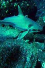Watch National Geographic: Secret Shark Pits 123movies