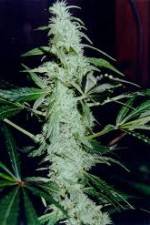 Watch Cannabis Whats The Harm Part 2 123movies
