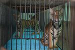 Watch The Tiger Mafia 123movies
