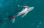 Watch Shark vs. Whale 123movies