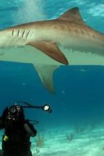 Watch Dive To Tiger Shark Central 123movies