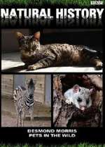 Watch Pets in the Wild 123movies