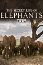 Watch The Secret Life of Elephants 123movies