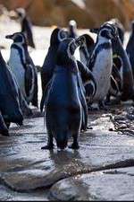 Watch Meet the Penguins 123movies