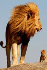 Watch Lions On The Move 123movies