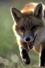 Watch Fox Wars 123movies