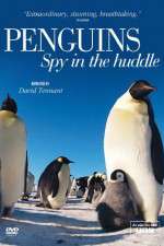 Watch Penguins Spy In The Huddle 123movies