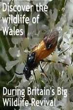 Watch Britain's Big Wildlife Revival 123movies