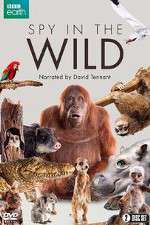 Watch Spy in the Wild 123movies